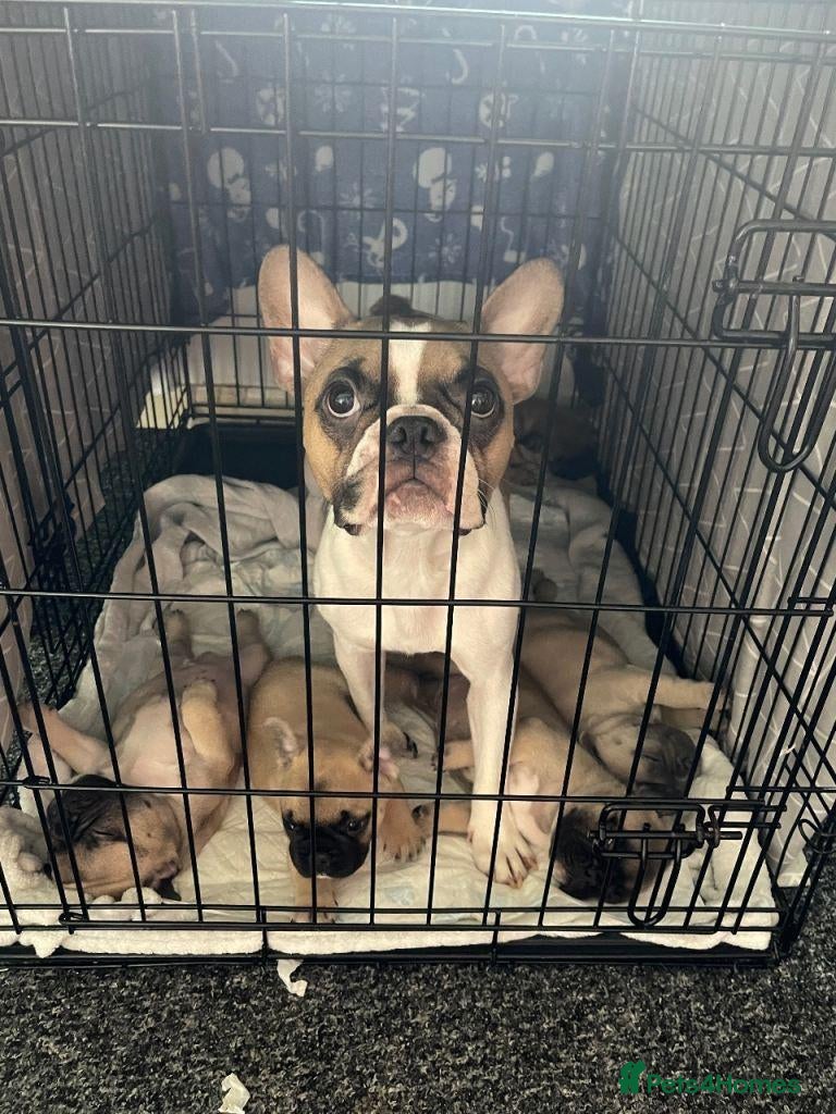 French Bulldog dogs French Bulldog Pups Looking for a Loving Home - Advert 1
