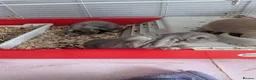 Mini Lop rabbits for sale: 3 male mini lips  - Advert 10