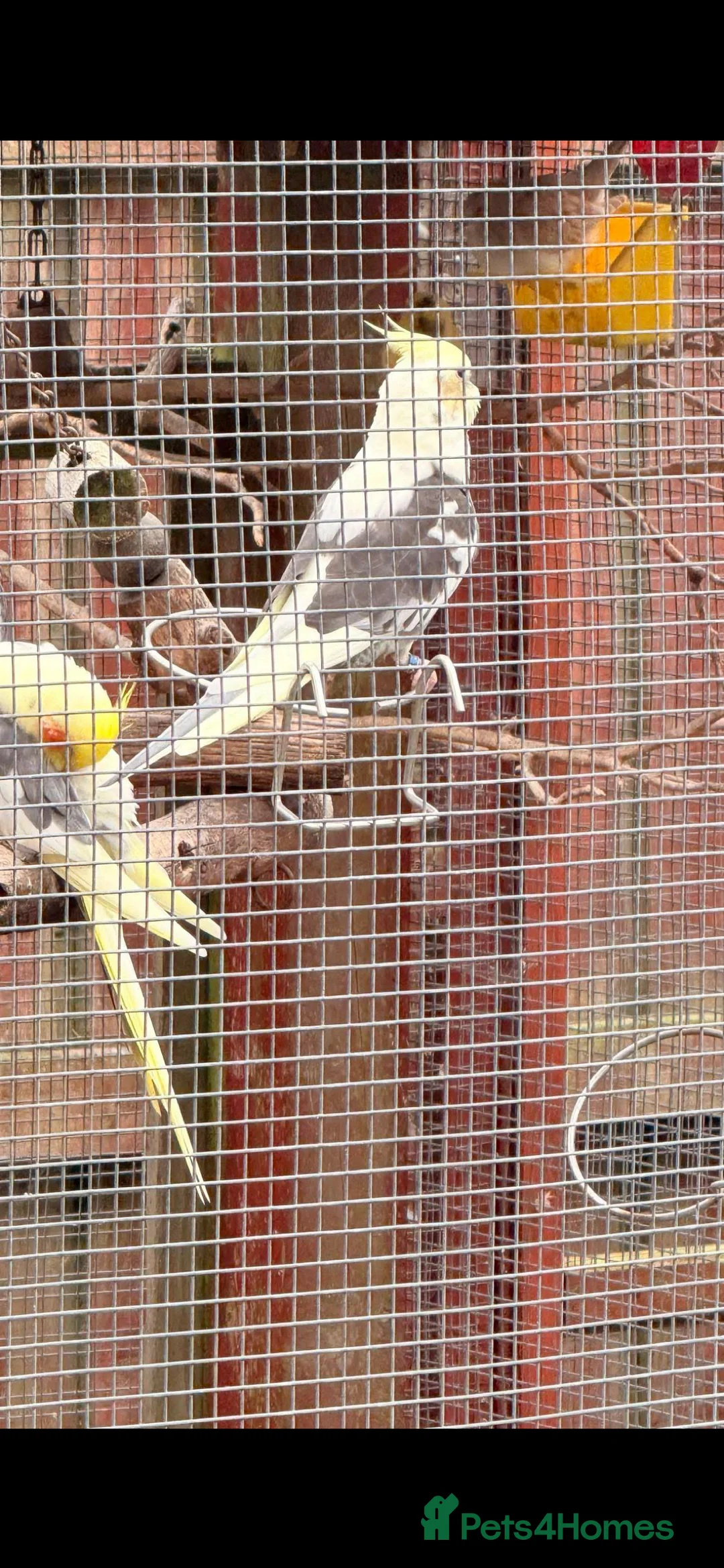 Cockatiels birds for sale: Stunning cockatiels  - Advert 5