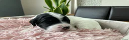 Sproodle dogs for sale: ✨ Premium Rare Sproodle Puppies – Champion Lines ✨ - Advert 33