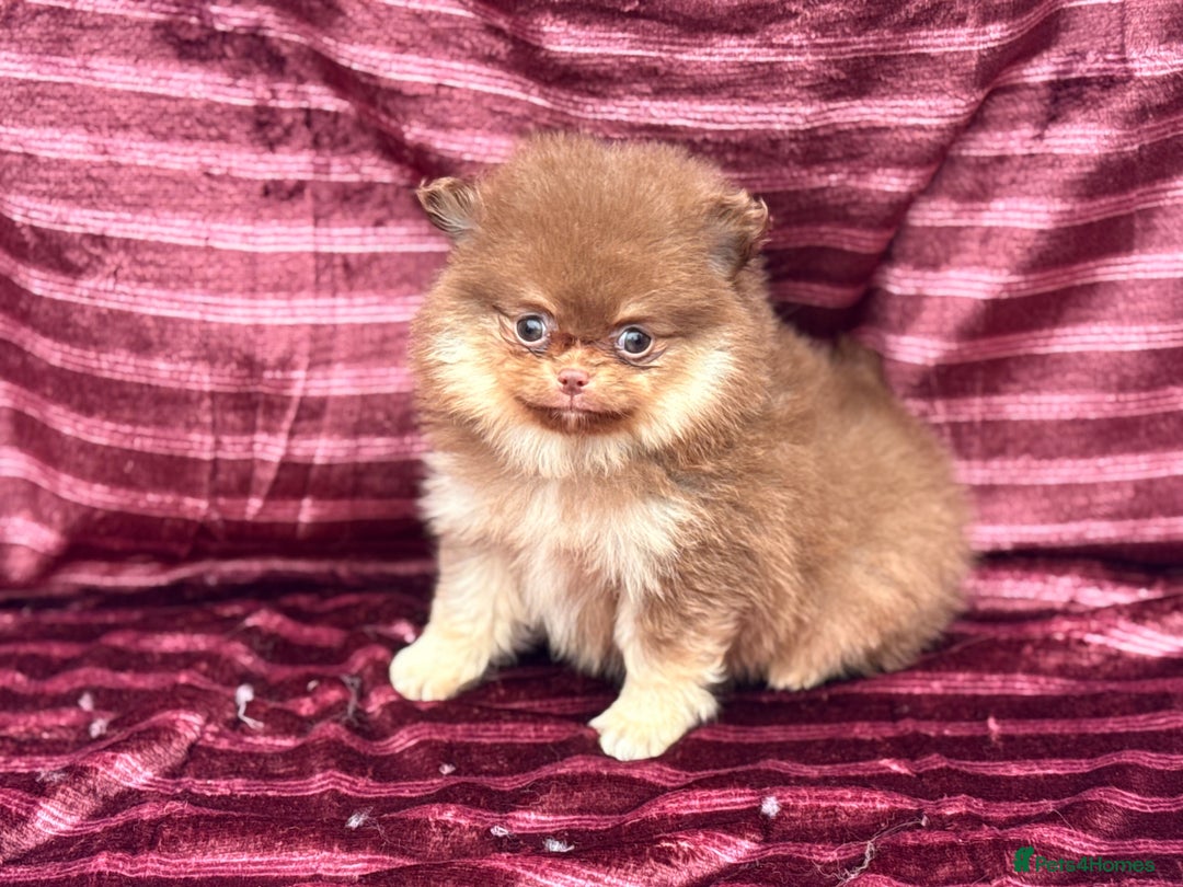 Pomeranian dogs for sale: Pom puppies ready now x - Image 4