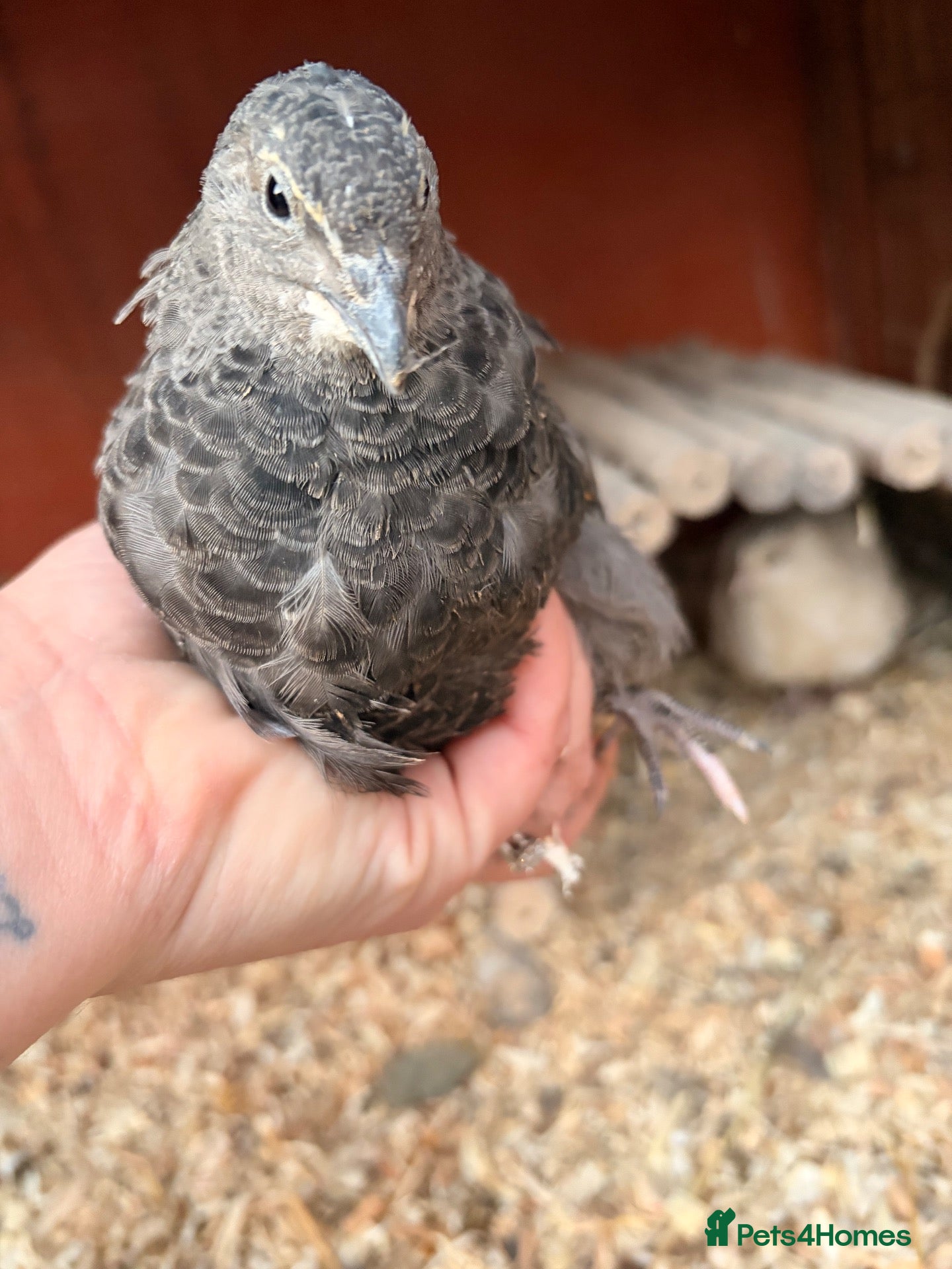 Quail poultry for sale: 5 girls male Japanese Dark Coturnix Quail  - Advert 1