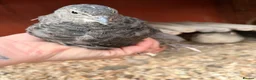Quail poultry for sale: 5 girls male Japanese Dark Coturnix Quail  - Advert 1