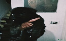 Mixed Breed dogs for sale: German shepherd cross deerhound  - Image 10