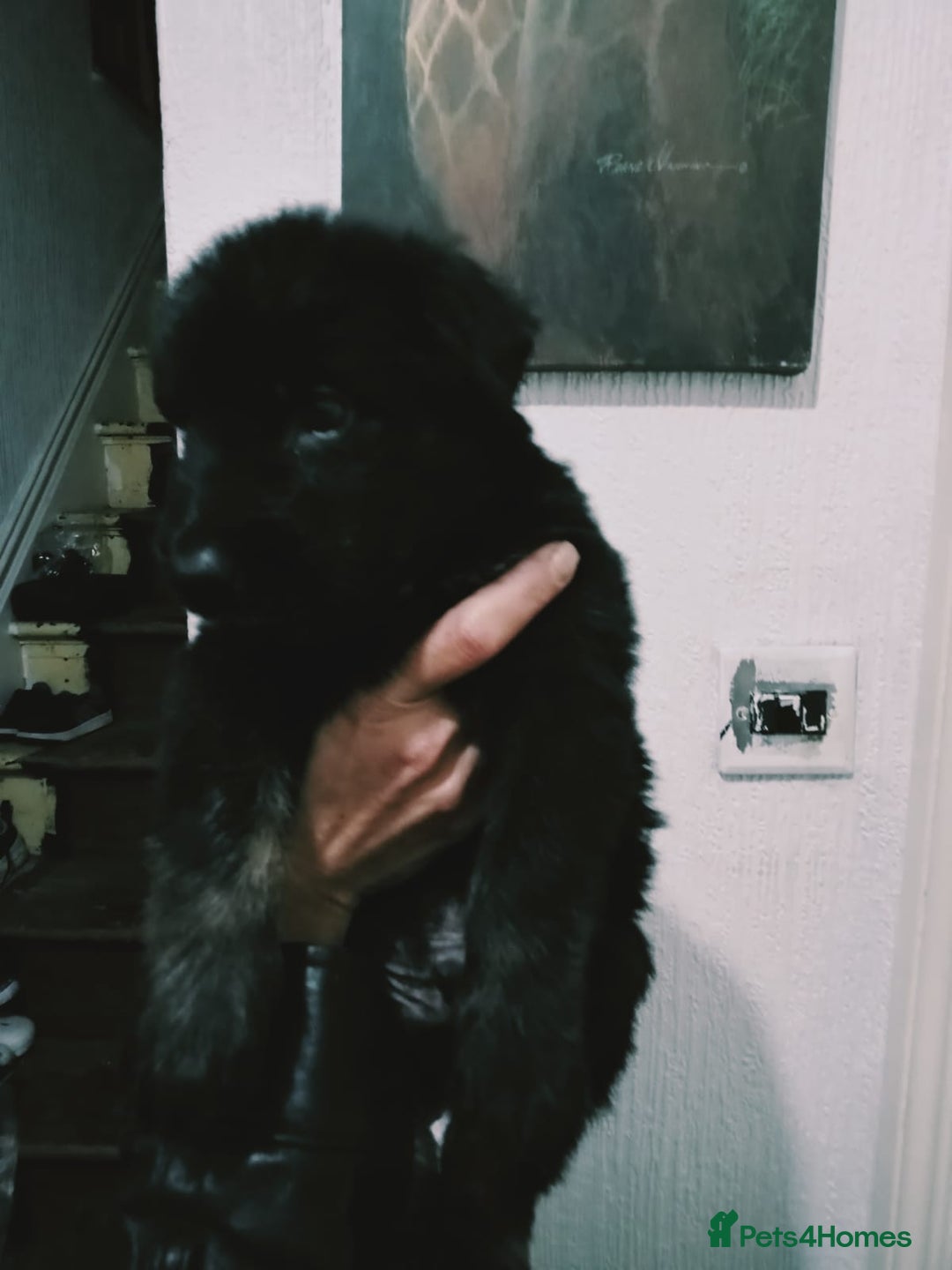 Mixed Breed dogs for sale: German shepherd cross deerhound  - Image 10