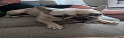 French Bulldog dogs for sale: Adult Fawn Female French Bulldog  - Advert 5