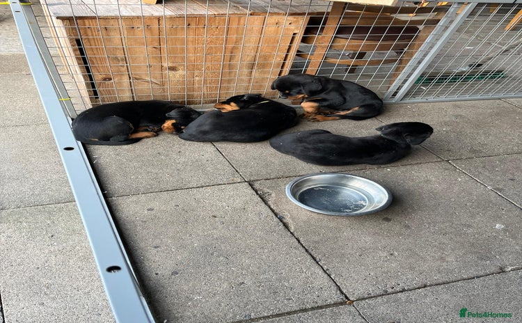 Rottweiler dogs - Advert 2