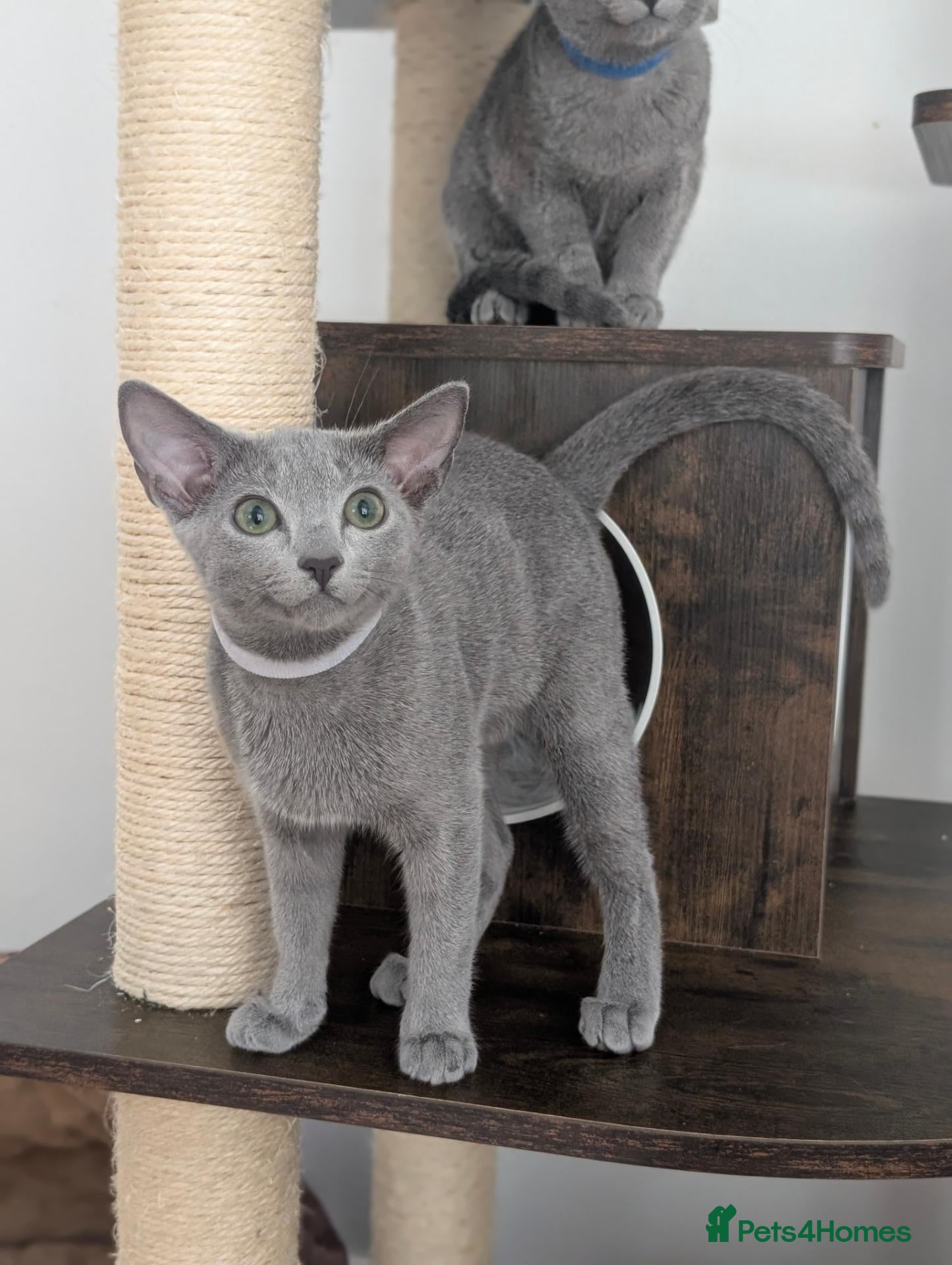 Russian Blue cats Full Pedigree American Line Russian Blue  - Advert 4