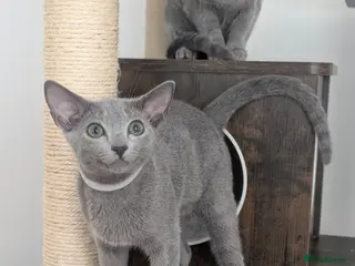 Russian Blue cats Full Pedigree American Line Russian Blue - Advert 4