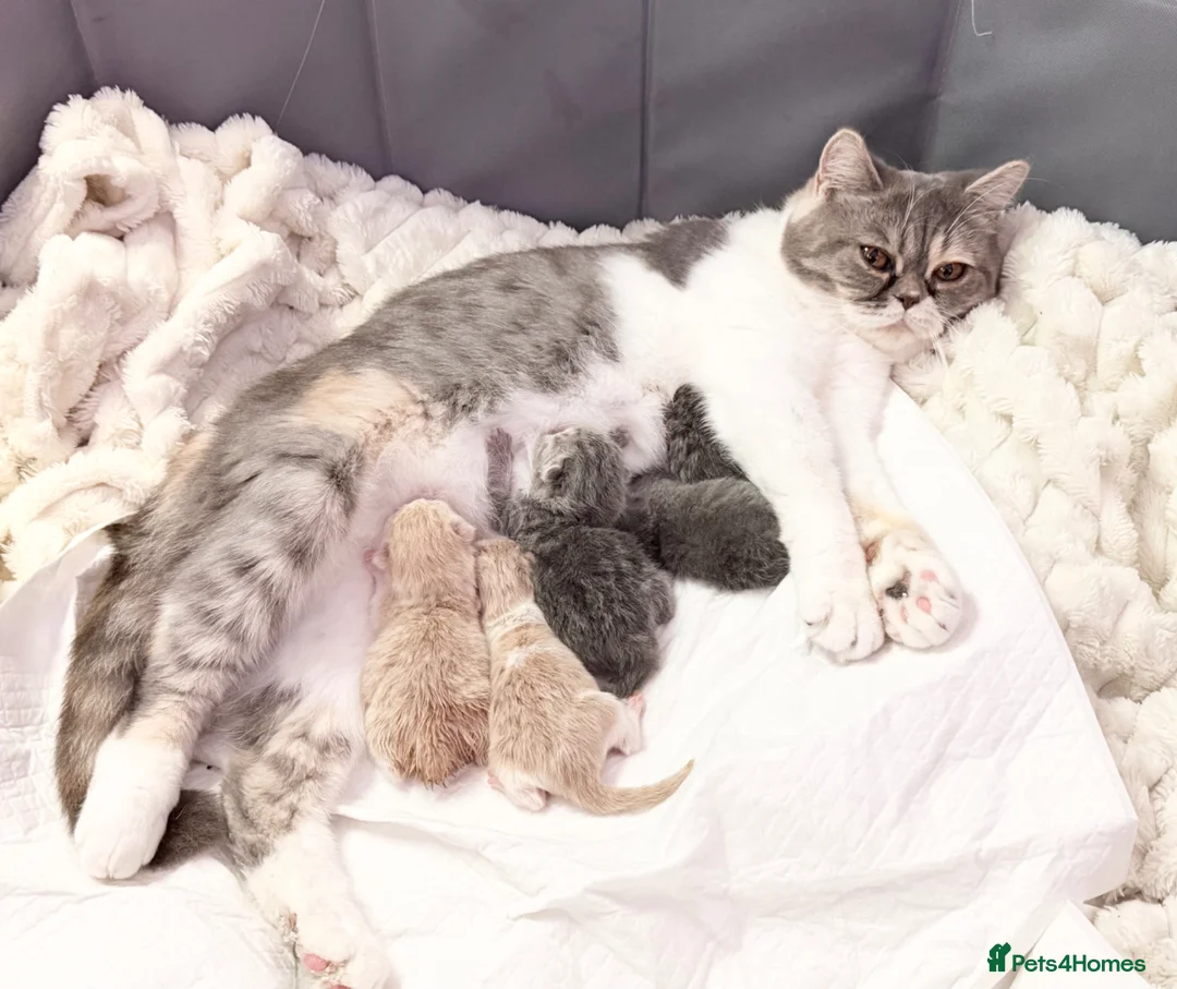 British Shorthair cats for sale: ⭐️ £399 BRITISH CREAM SHORTHAIR AND LONG HAIRED⭐️ - Advert 7