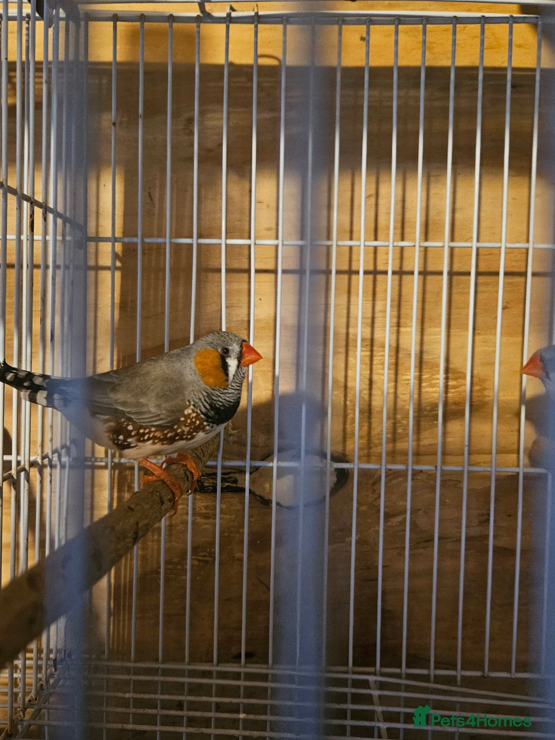 Finches birds for sale: Greenfinch, Bengalese Finches & Zebra Finches - Image 13