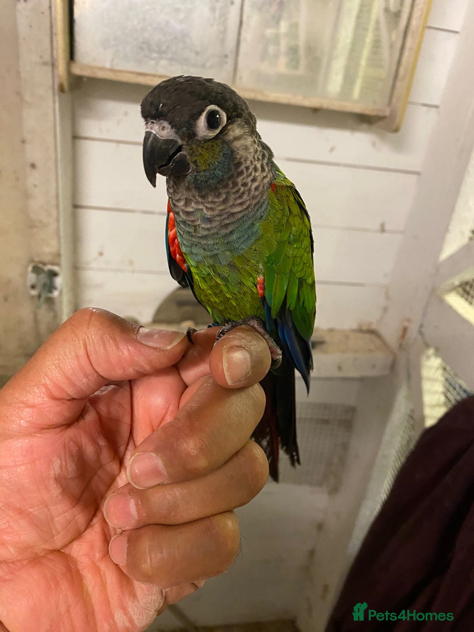 Conures birds Conure hand time - Advert 4