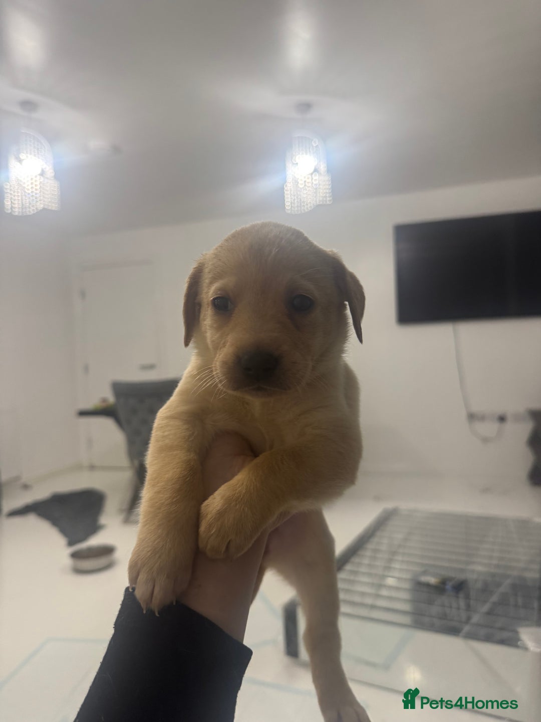 Labrador Retriever dogs for sale: Full breed Labrador retriever puppy’s  - Image 17