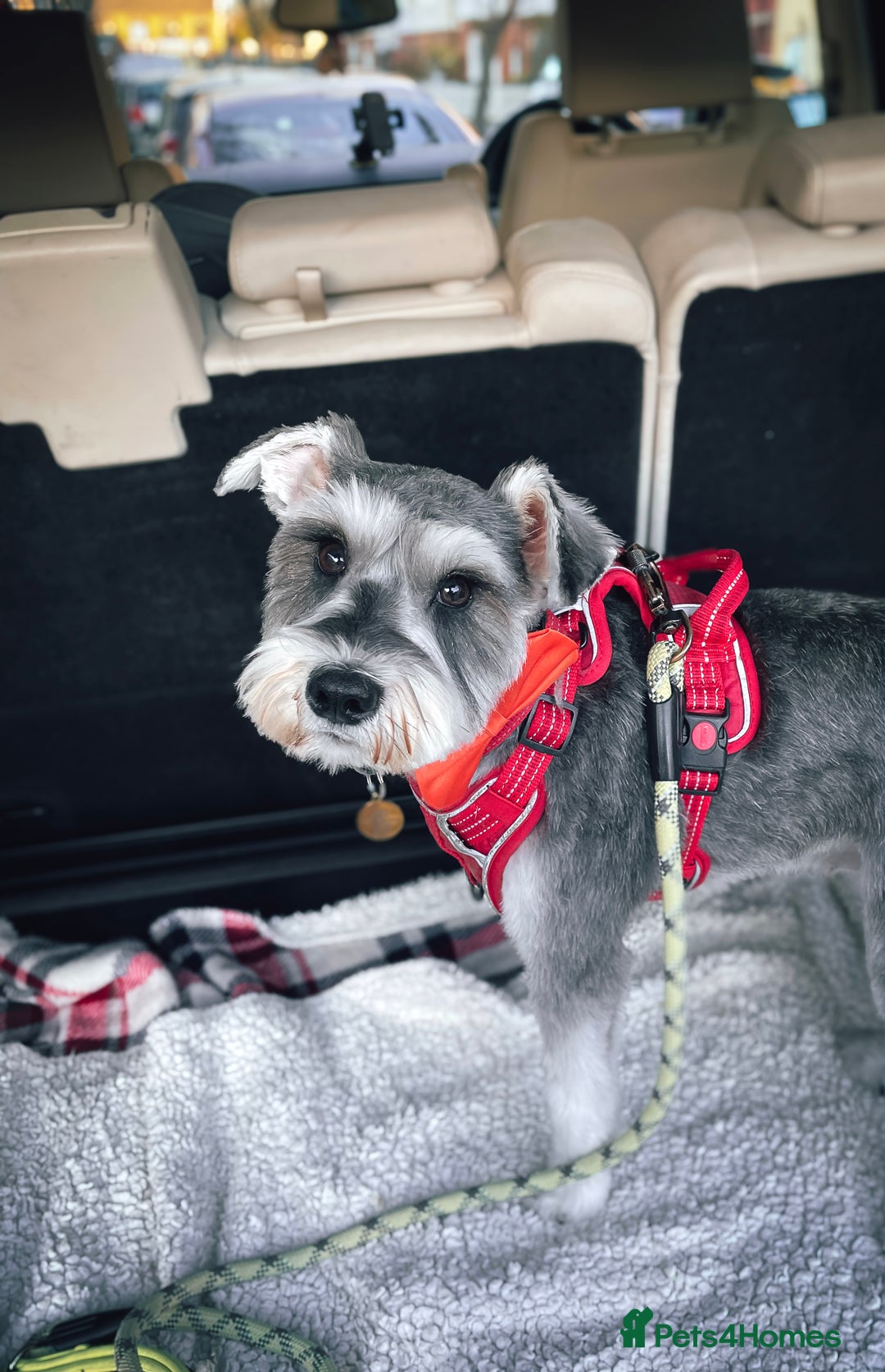 Miniature Schnauzer dogs for sale: Miniature Schnauzer Puppies - Image 7
