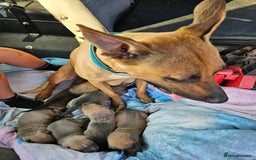 Mixed Breed dogs for sale: Belgian malinois/ border collie  - Image 1