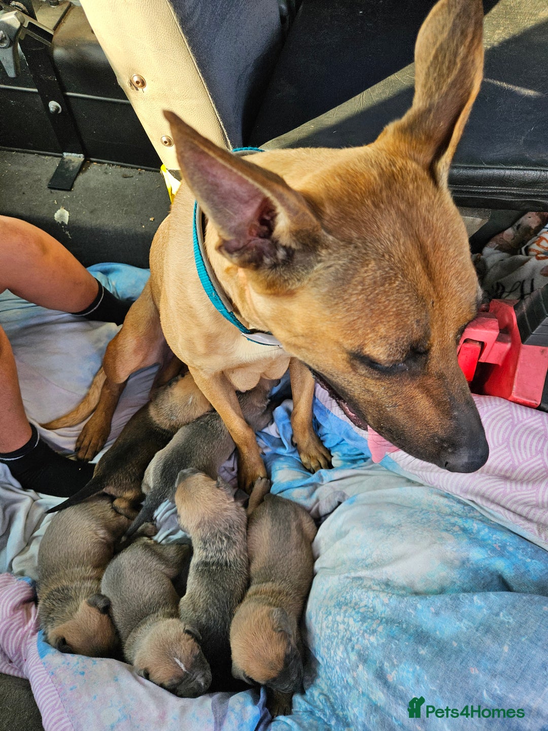 Mixed Breed dogs for sale: Belgian malinois/ border collie  - Image 1