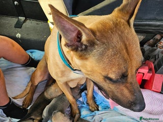 Mixed Breed dogs - Advert 19