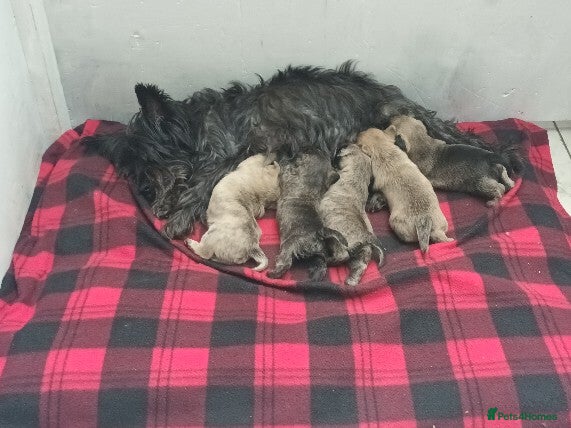 Cairn Terrier dogs Cairn Terrier Puppies in High Peak - Advert 9