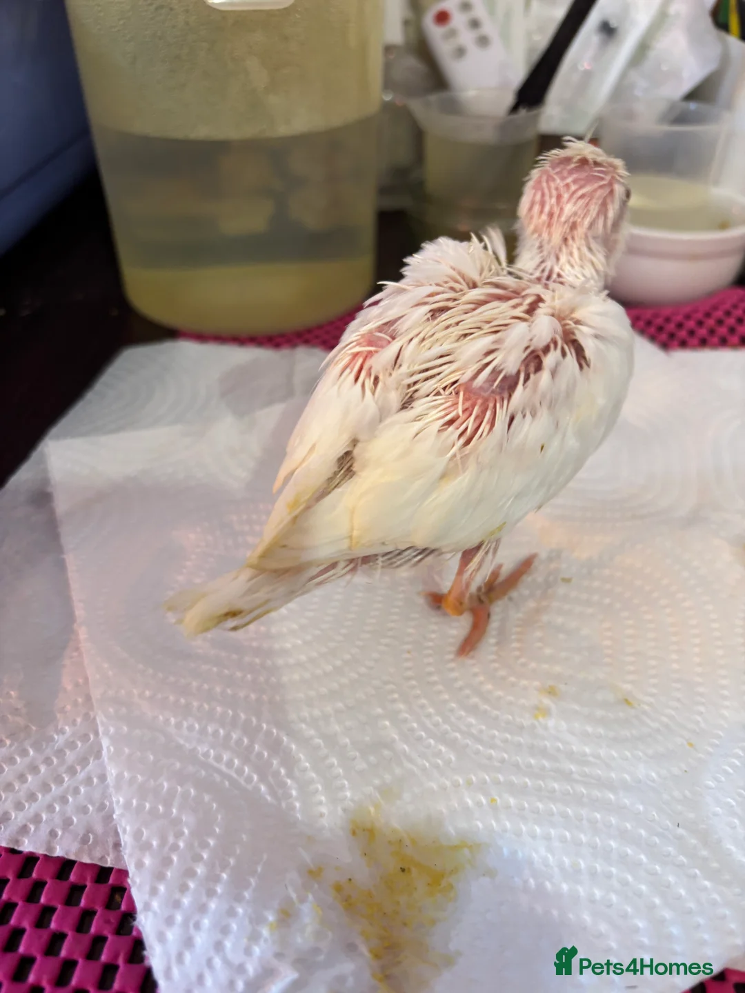 Cockatiels birds for sale: Hand reared and tame baby cockatiels  - Advert 2