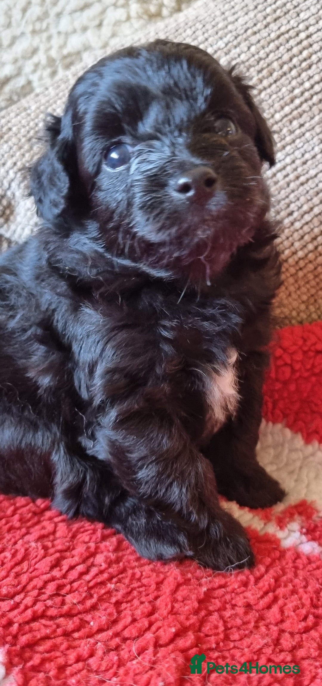 Mixed Breed dogs for sale: Pomchipoo girls - Advert 2