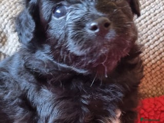 Mixed Breed dogs Pomchipoo girls - Advert 4