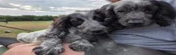 Cocker Spaniel dogs for sale: ❗️5 beautiful cocker spaniel puppies❗️🥰 - Advert 2