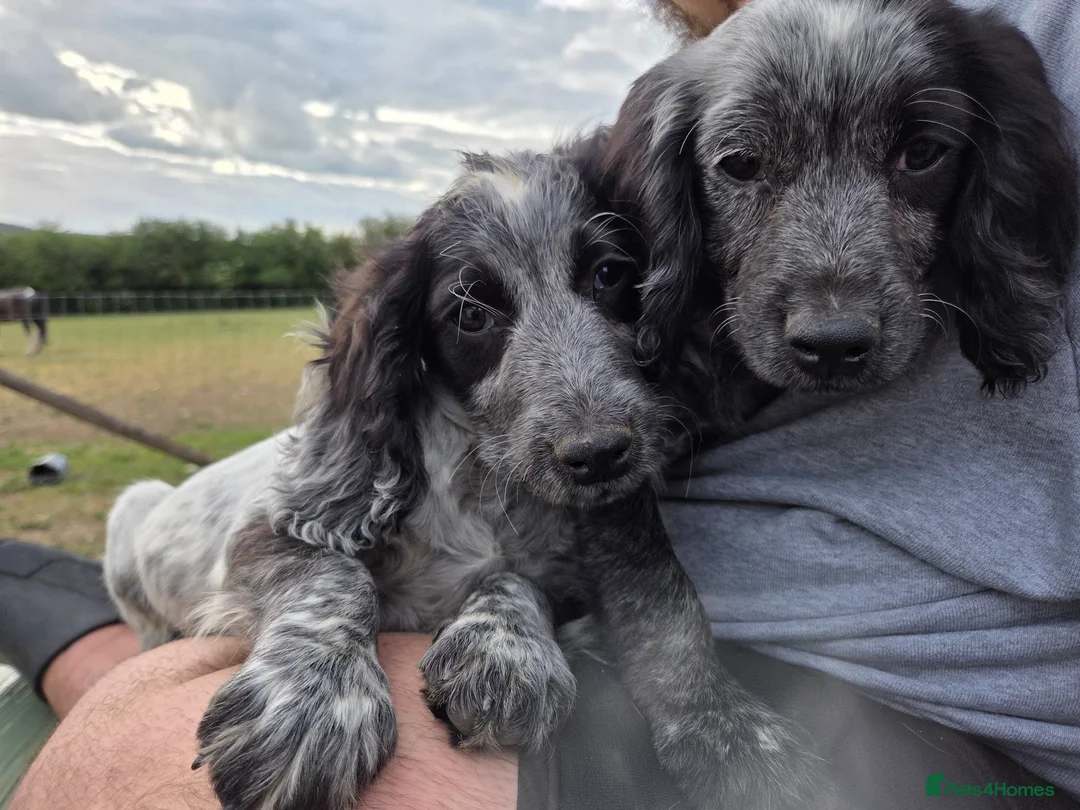 Cocker Spaniel dogs for sale: ❗️5 beautiful cocker spaniel puppies❗️🥰 - Advert 2