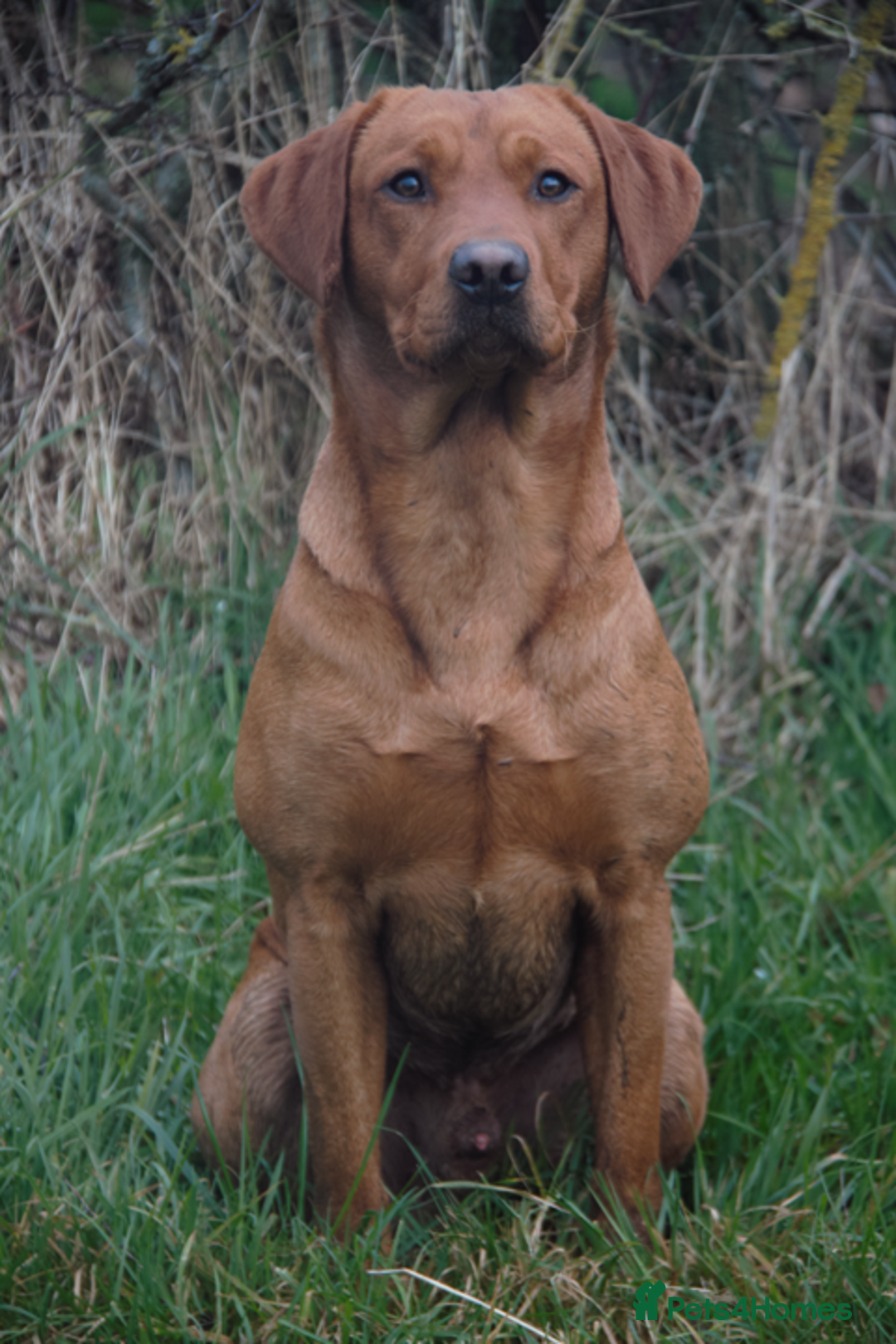 Labrador Retriever dogs for stud: Dark Red Fox Labrador Stud Dog in Ellesmere - Image 3
