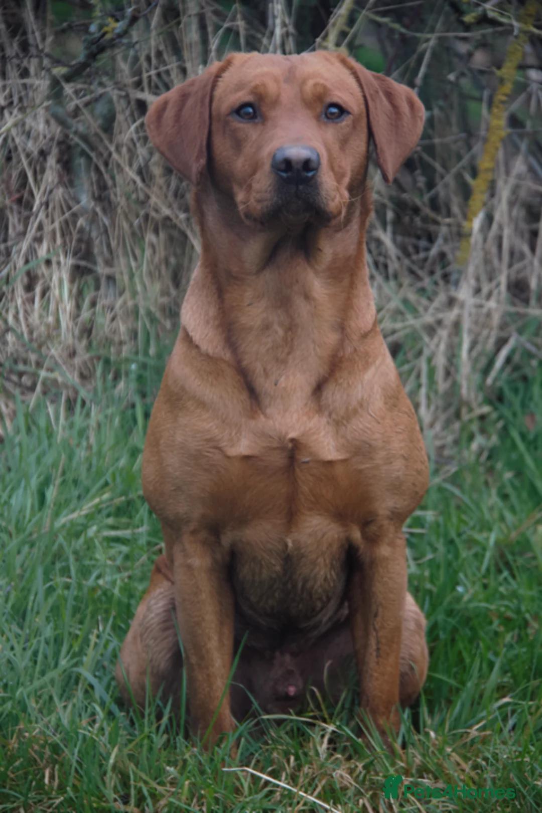 Labrador Retriever dogs for stud: Dark Red Fox Labrador Stud Dog in Ellesmere - Advert 3