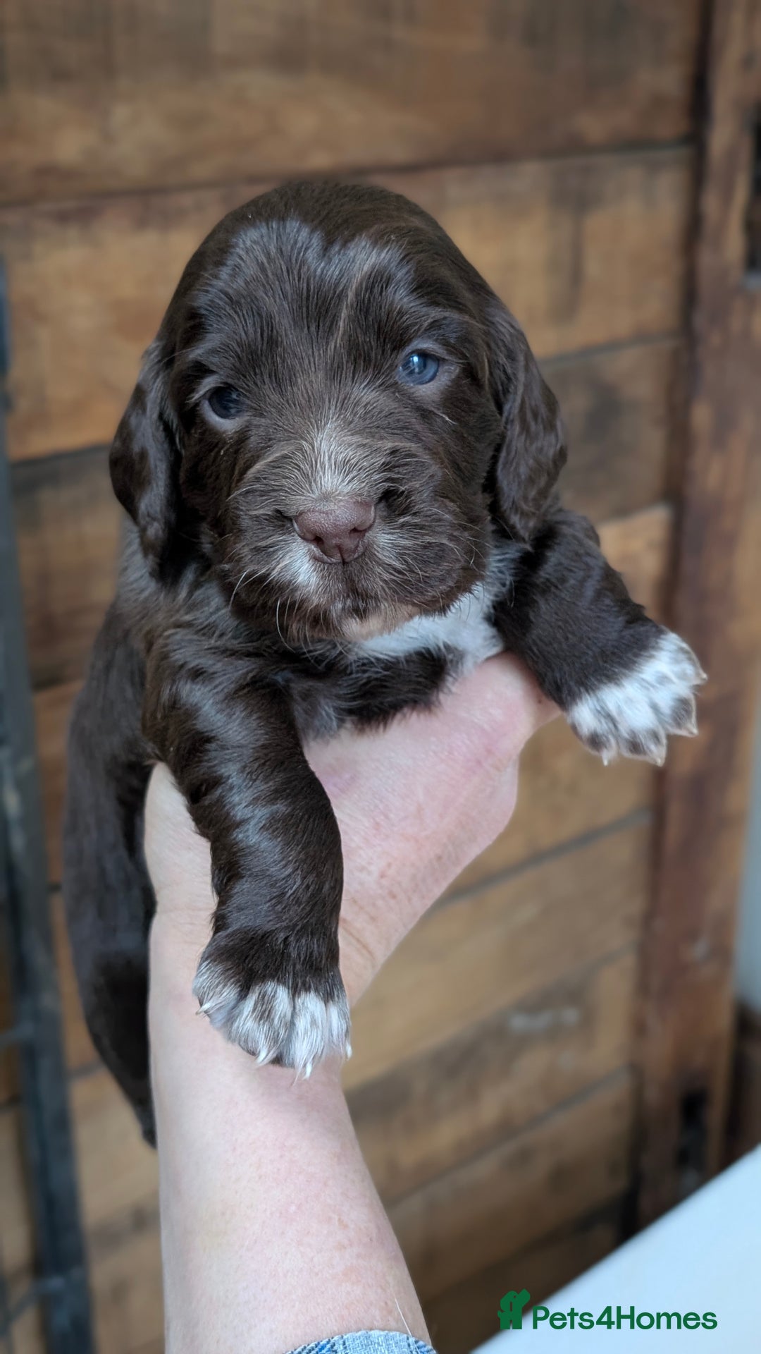 Cocker Spaniel dogs for sale: One black Working Cocker Spaniel female available - Advert 9