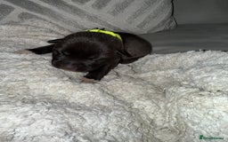 Mixed Breed dogs for sale: Cane corso mix Akita  - Image 22