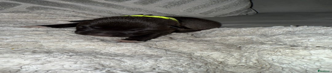 Mixed Breed Puppy 4