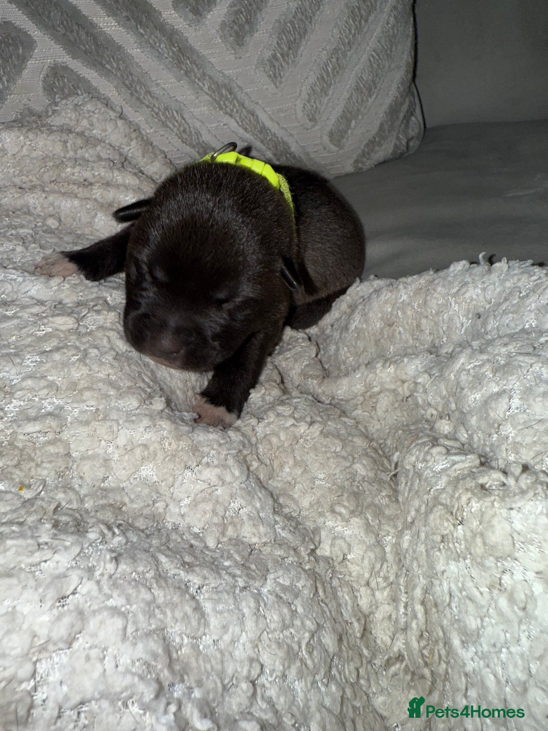 Mixed Breed dogs for sale: Cane corso mix Akita  - Image 22