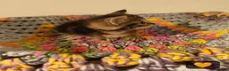 British Longhair cats for sale: 🐾 Beautiful Long-Haired Kittens – £160 Each 🐾 - Advert 6