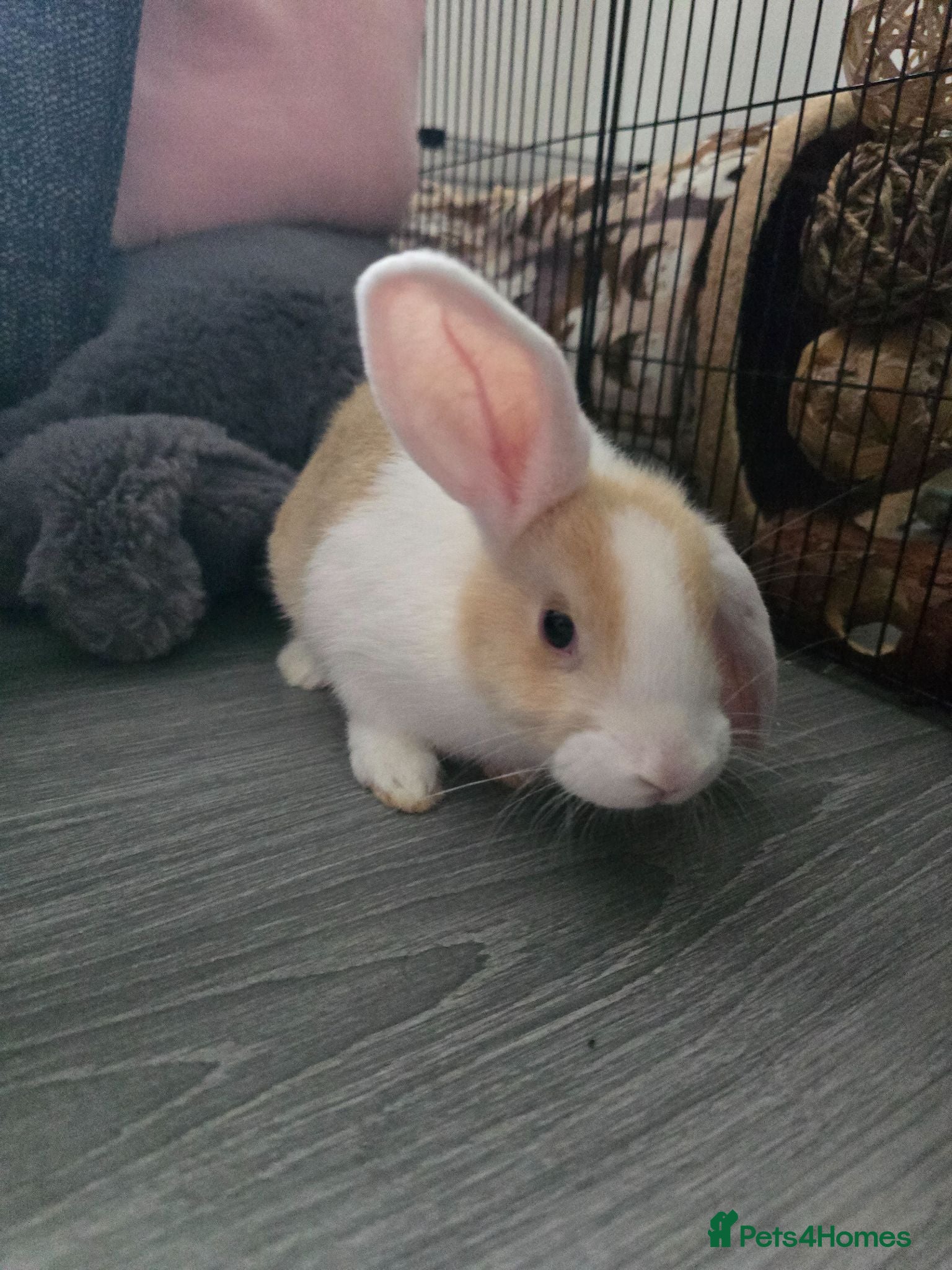 English Lop rabbits Female lop rabbit with the whole start up kit - Advert 3