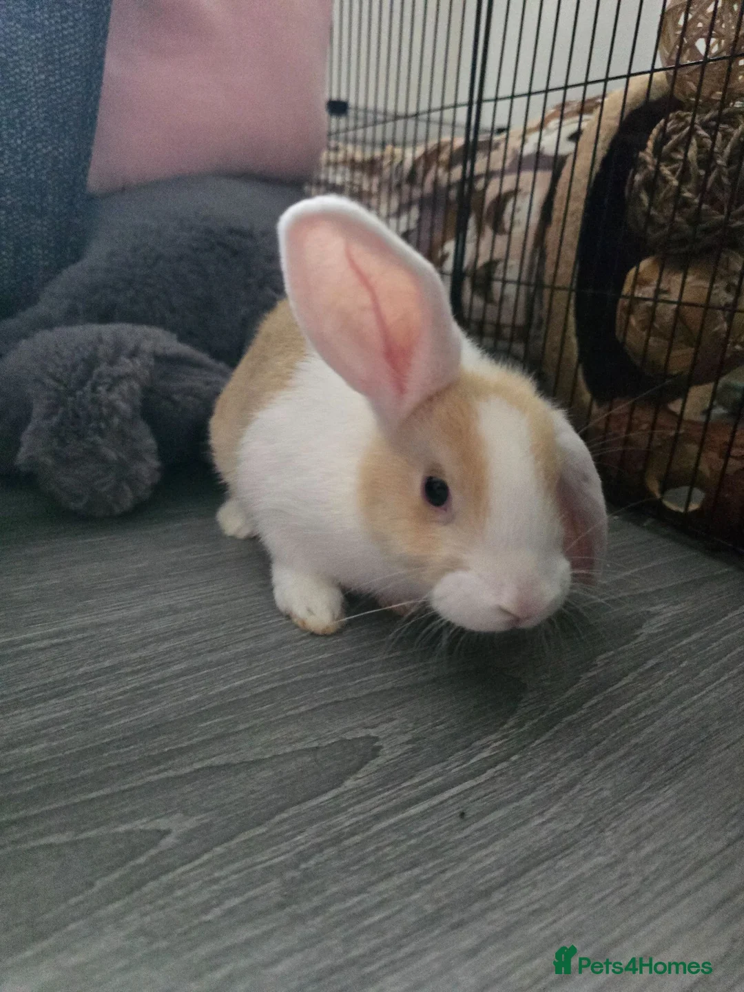 English Lop rabbits for sale: Female lop rabbit with the whole start up kit in Bathgate - Advert 1