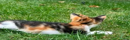 Mixed Breed cats for sale: Mixed breed kittens - Advert 8