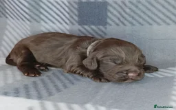 Cocker Spaniel dogs for sale: Show x Working Cocker Spaniels, HEALTH tested - Image 8