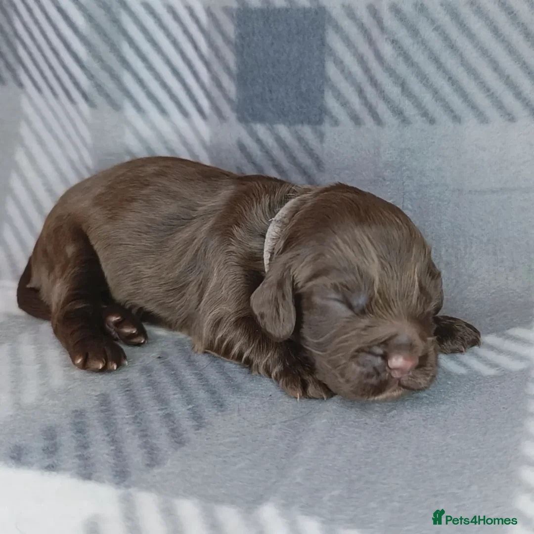 Cocker Spaniel dogs for sale: Show x Working Cocker Spaniels, HEALTH tested - Image 8