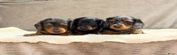 Miniature Dachshund dogs for sale: STUNNING LONG HAIRED KC MINI DACHSHUND PUPPIES - Advert 3