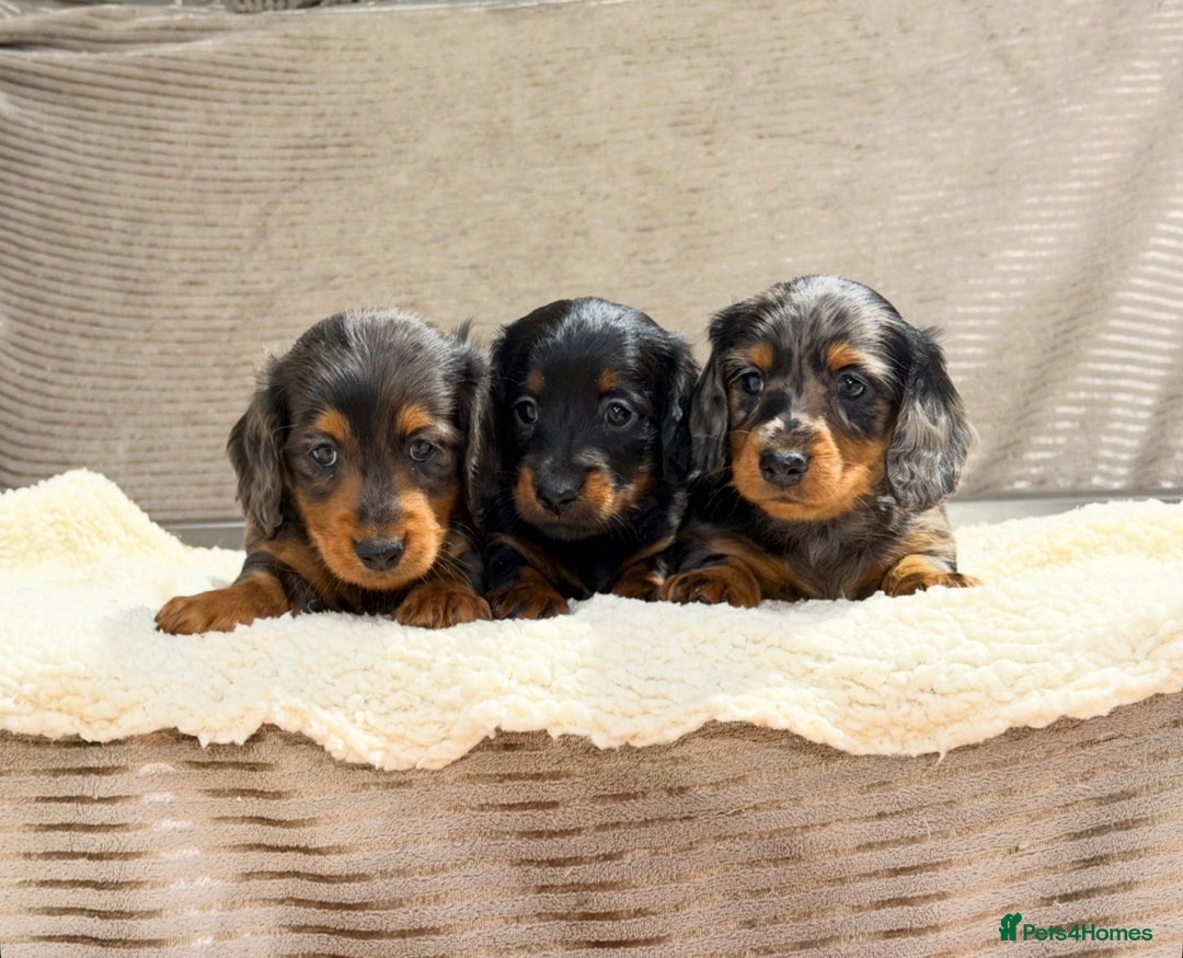 Miniature Dachshund dogs for sale: STUNNING LONG HAIRED KC MINI DACHSHUND PUPPIES - Advert 3