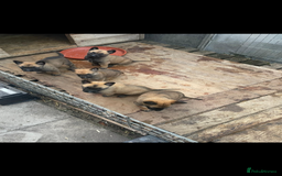 Belgian Shepherd Dog dogs for sale: Stunning Pure Belgian Malinois Pups - Image 3