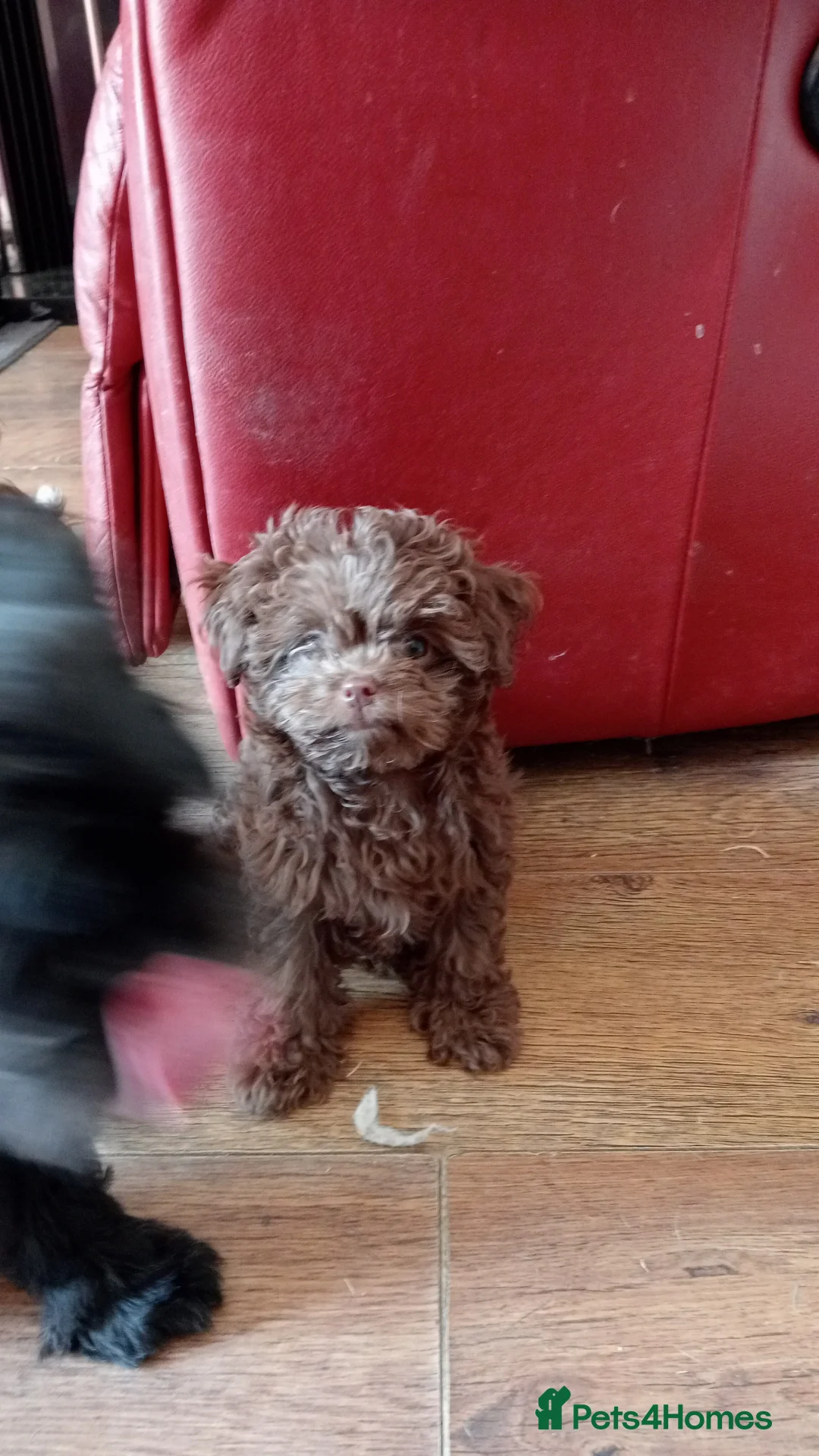 Mixed Breed dogs for sale: Imperial Shih Tzu/Poodle X Chocolate Chihuahua  - Advert 2