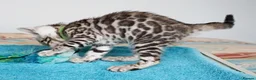 Bengal cats for sale: Superb Quality Bengal Kittens - Advert 9