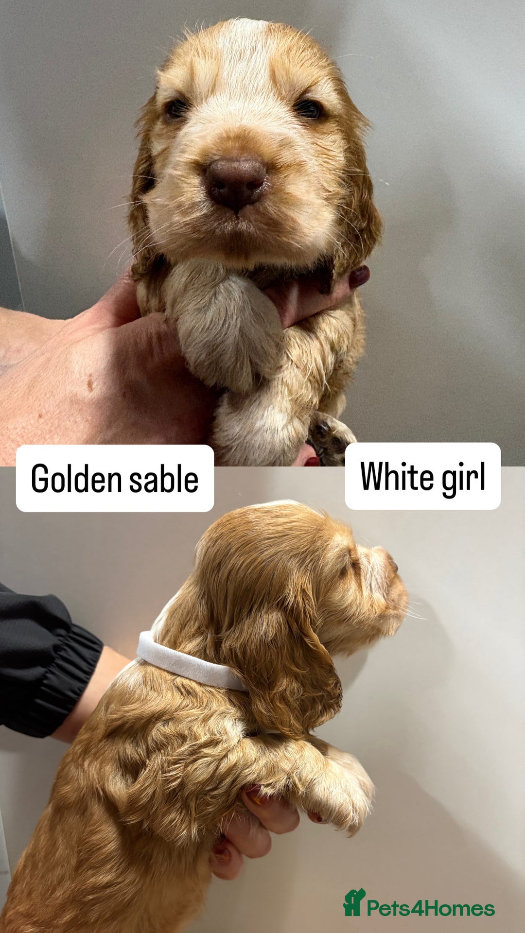 Cocker Spaniel dogs for sale: ✨STUNNING SABLE SHOW TYPE COCKER SPANIEL PUPPIES✨ - Advert 13
