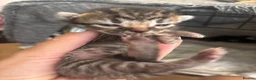 Mixed Breed cats for sale: 6 beautiful kittens  - Advert 8