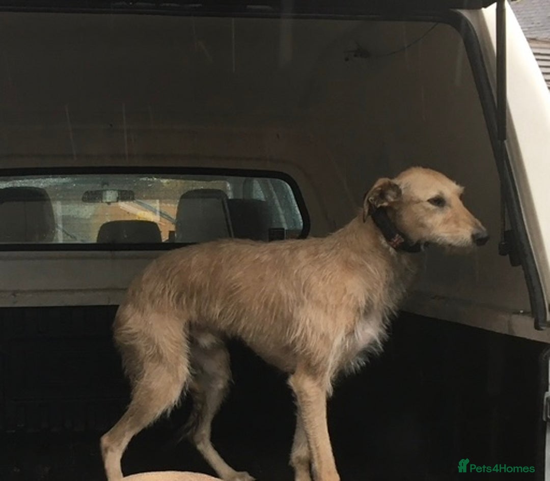 Lurcher dogs for sale: Lurcher puppies  - Image 8