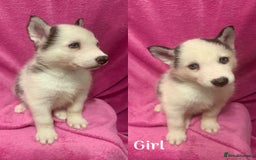 Siberian Husky dogs for sale: Siberian Husky Puppies for Sale - Image 1