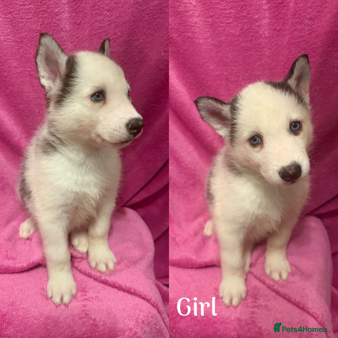 Siberian Husky dogs for sale: Siberian Husky Puppies for Sale - Image 1