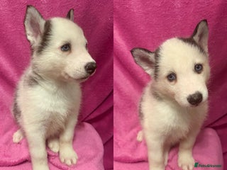 Siberian Husky dogs - Advert 1